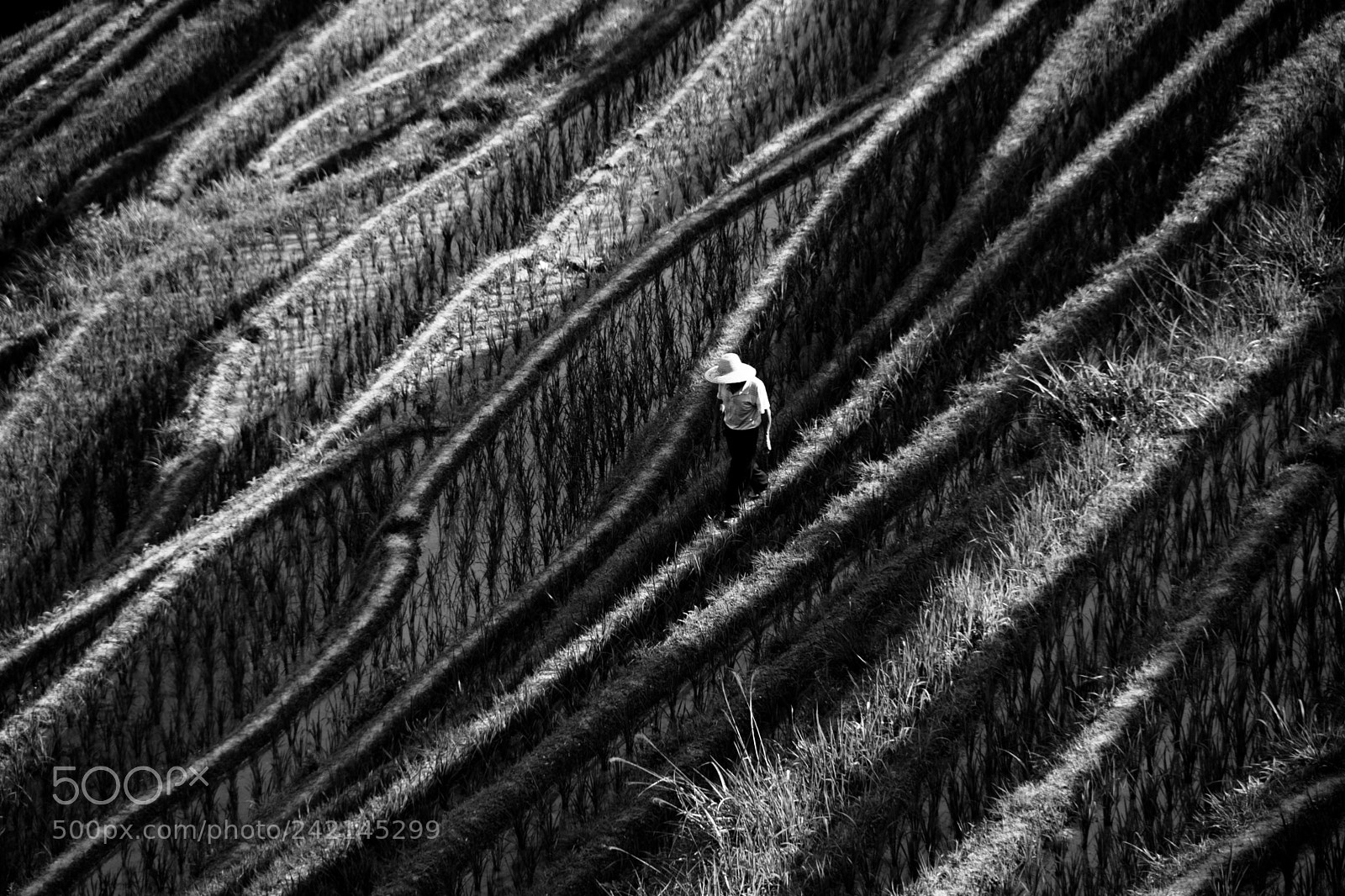 Nikon D7100 sample photo. Rice fields in black photography