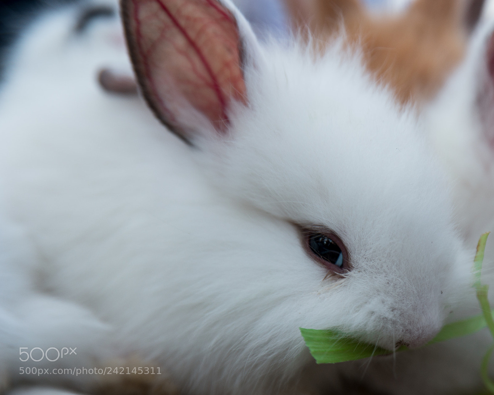 Samsung NX1 sample photo. Rabbit photography