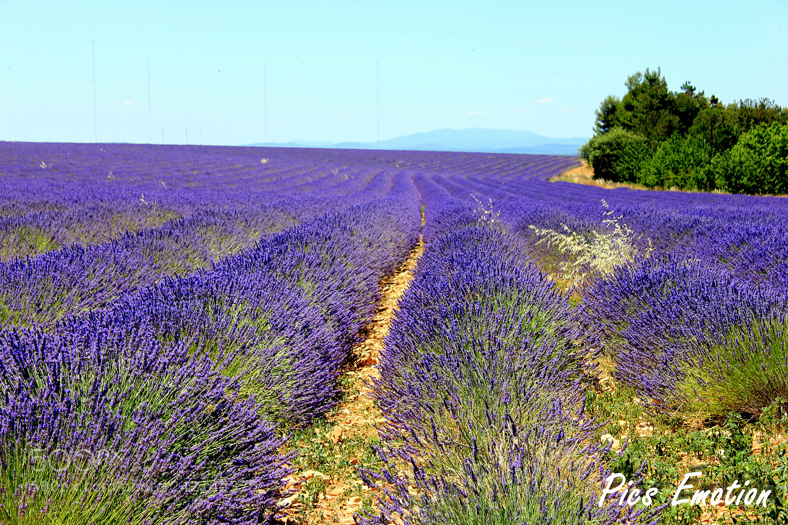 Canon EOS 550D (EOS Rebel T2i / EOS Kiss X4) sample photo. Lavender of provence photography