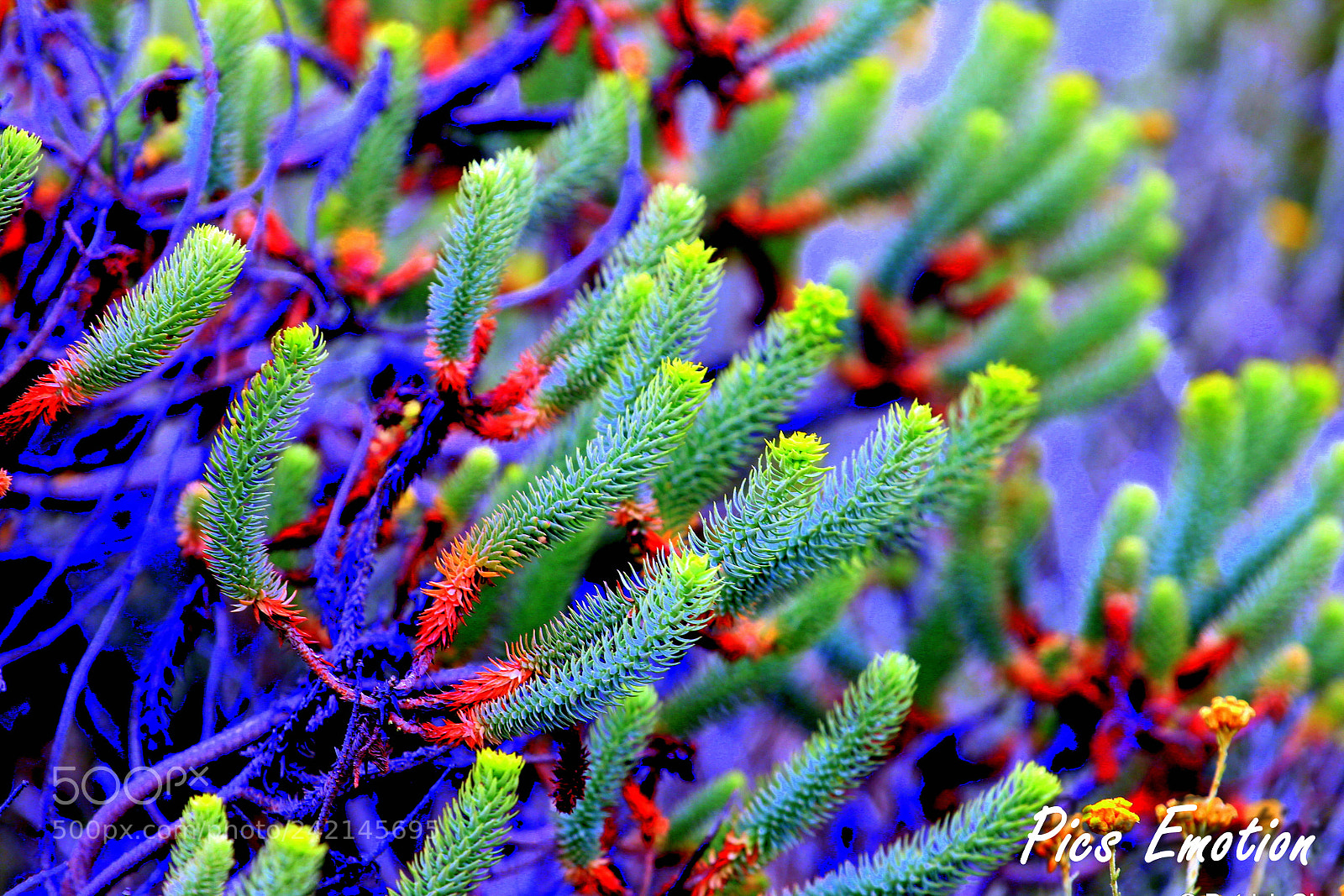 Canon EOS 550D (EOS Rebel T2i / EOS Kiss X4) sample photo. Corsica flowers photography