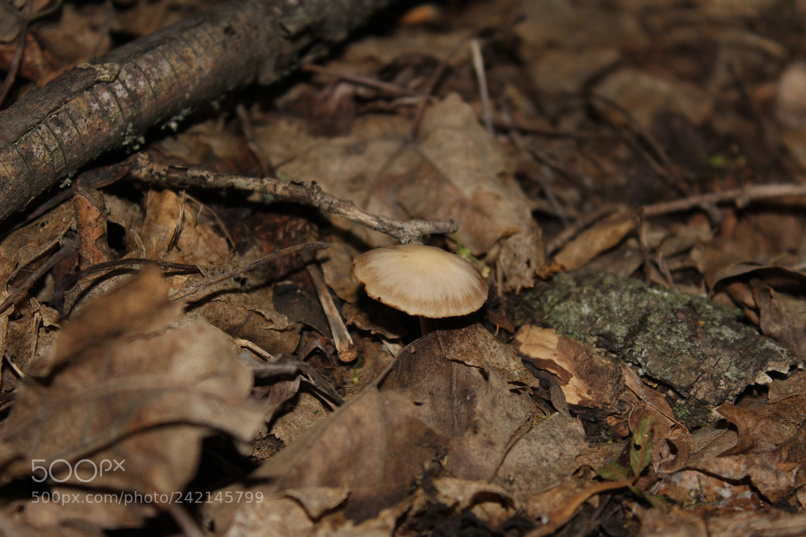 Canon EOS 1200D (EOS Rebel T5 / EOS Kiss X70 / EOS Hi) sample photo. Mushroom photography