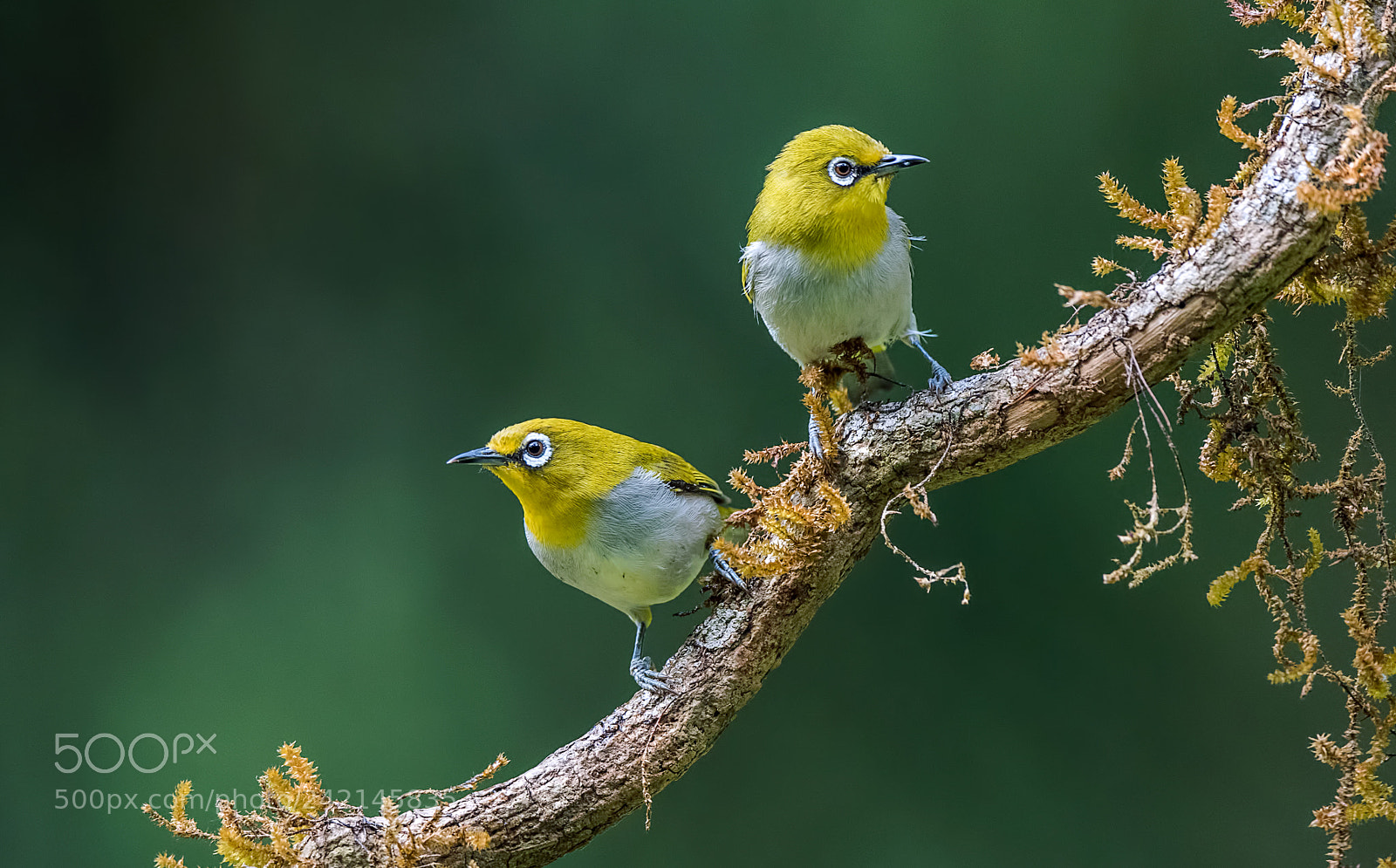 Nikon D500 sample photo. Pair on the branch!! photography