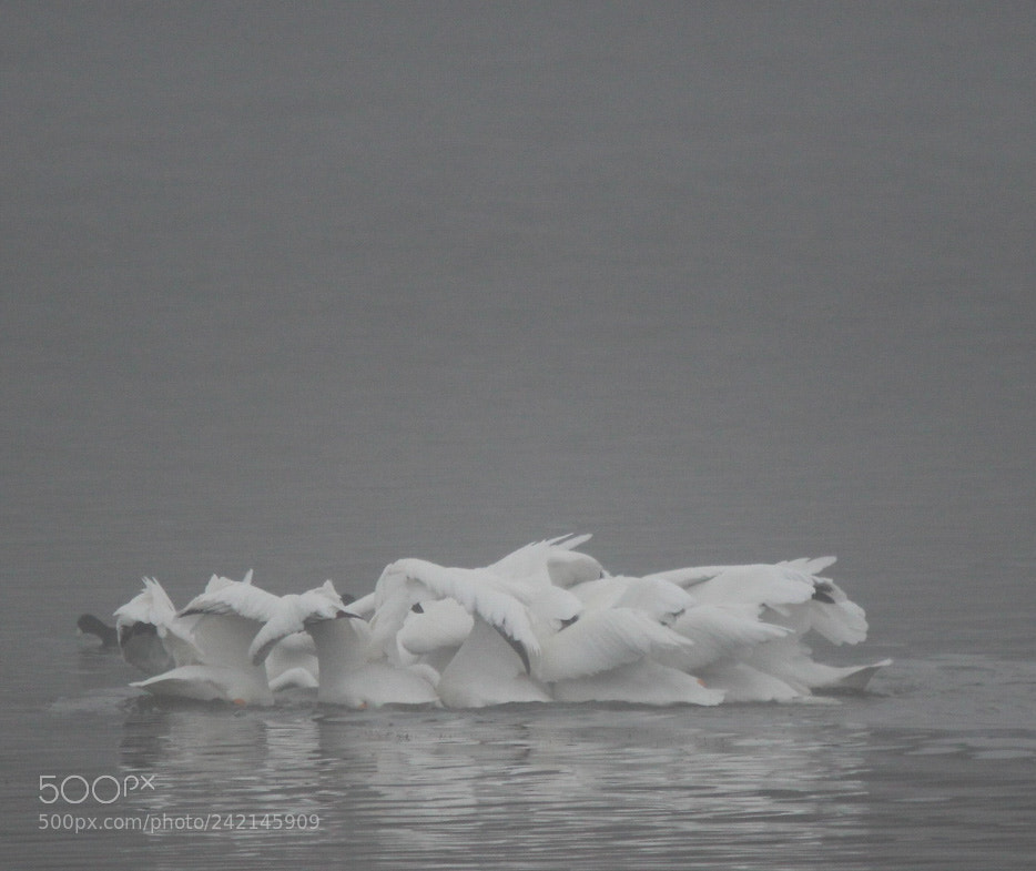 Canon EOS 1300D (EOS Rebel T6 / EOS Kiss X80) sample photo. White pelican ballet bow photography