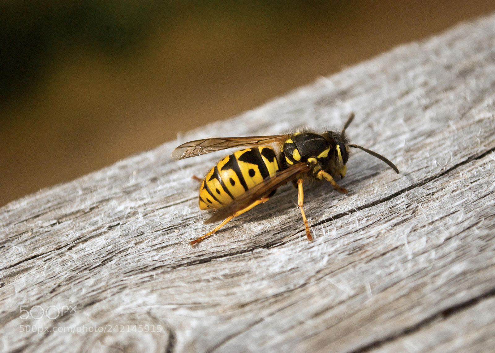 Nikon D60 sample photo. 6088812859.jpg photography