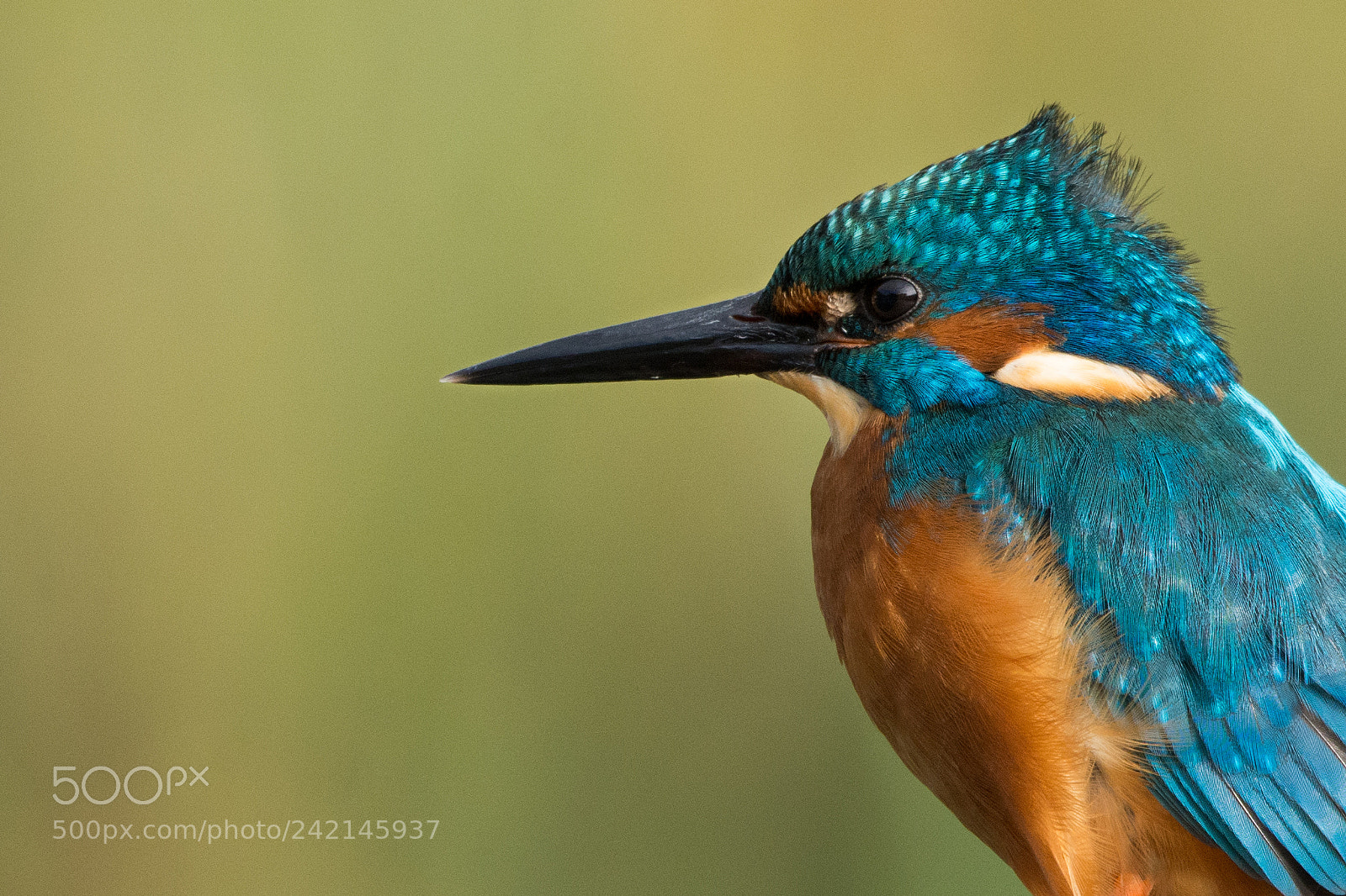 Nikon D7200 sample photo. Windblown kingfisher photography