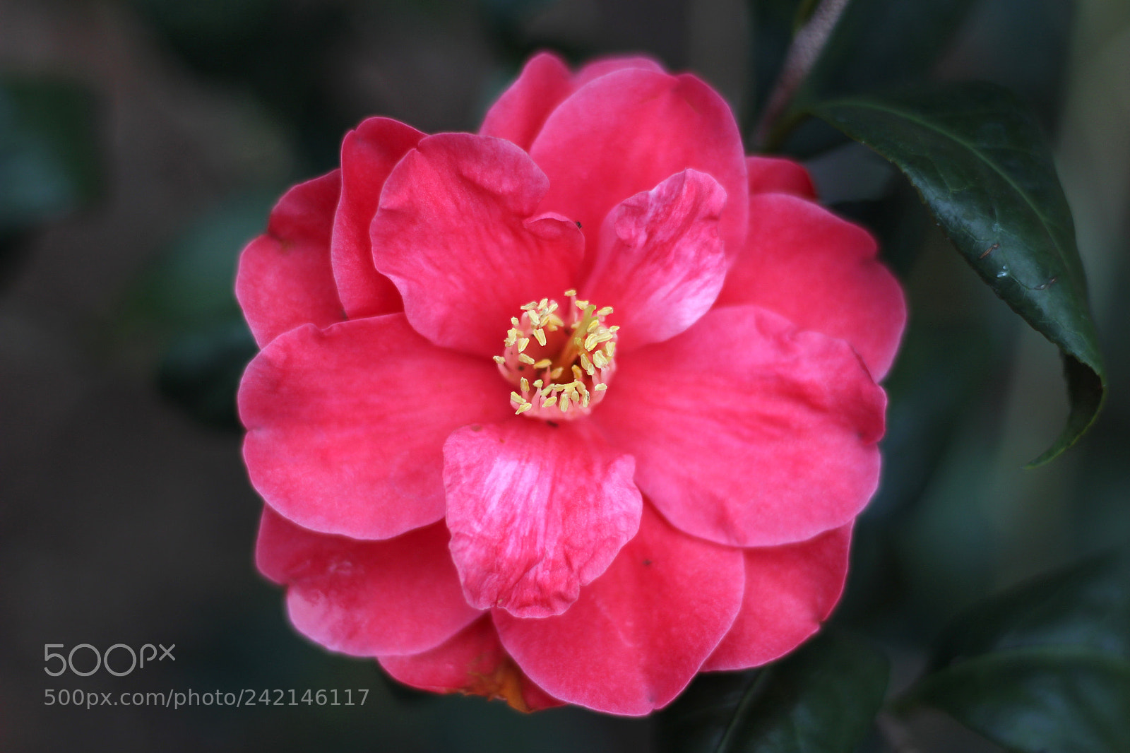 Canon EOS 100D (EOS Rebel SL1 / EOS Kiss X7) sample photo. Freedom bell photography
