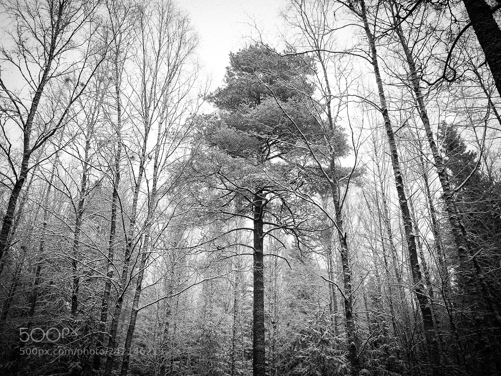 Panasonic Lumix DMC-GF2 sample photo. Finforest photography