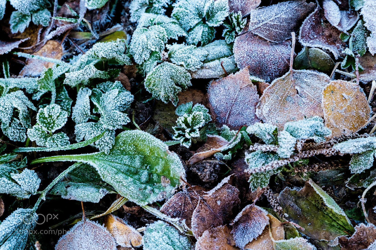 Fujifilm X-T10 sample photo. Frozen summer photography
