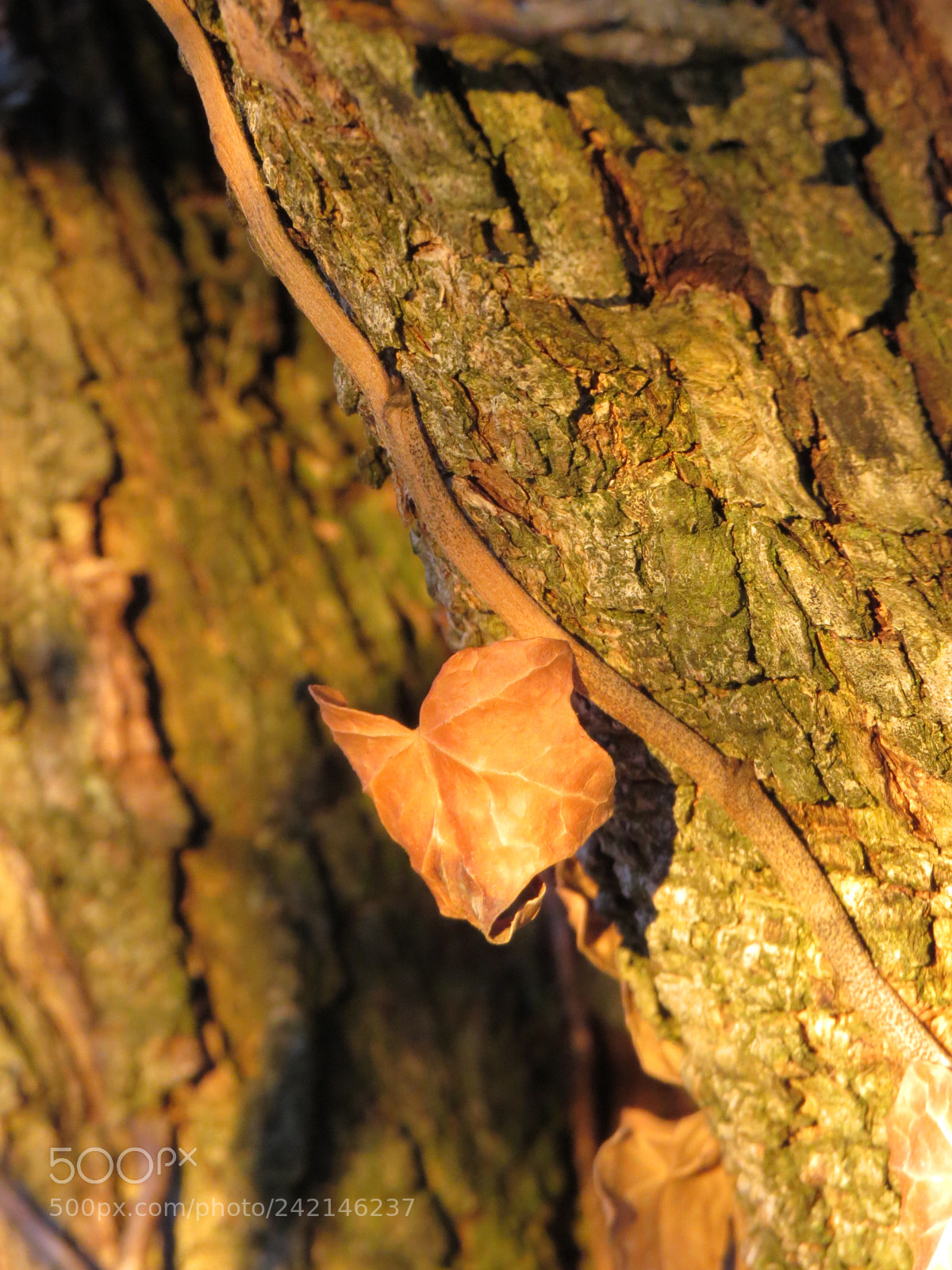 Canon PowerShot SX50 HS sample photo. Img photography