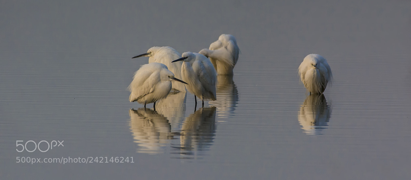 Nikon D7100 sample photo. Egret in the morning photography