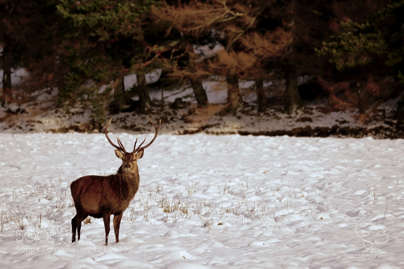 Sony ILCA-77M2 sample photo. Stag in the snow photography