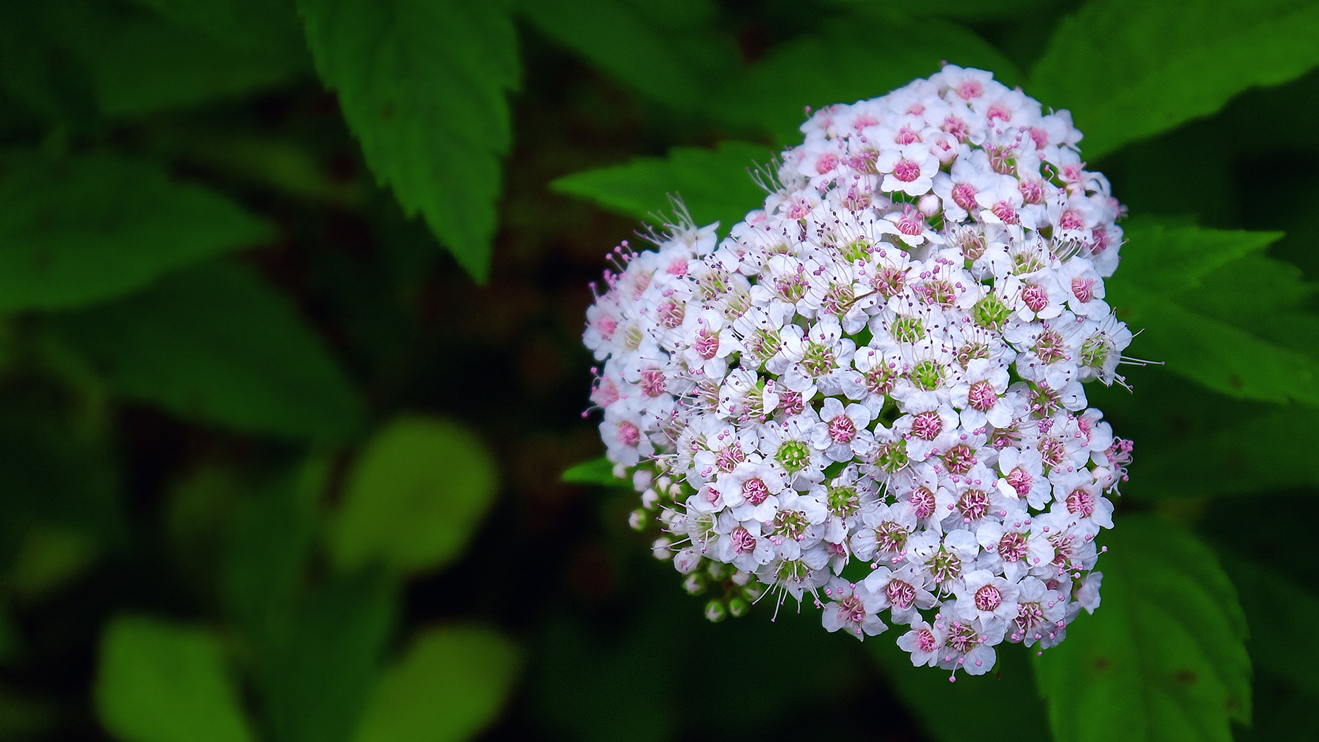 Panasonic Lumix DMC-G2 sample photo. Flower in heart shape photography