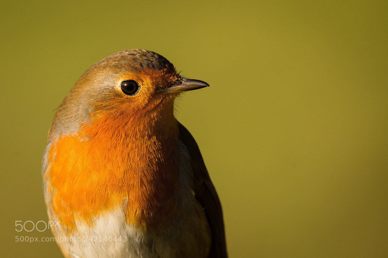 Nikon D7200 sample photo. Curious robin photography