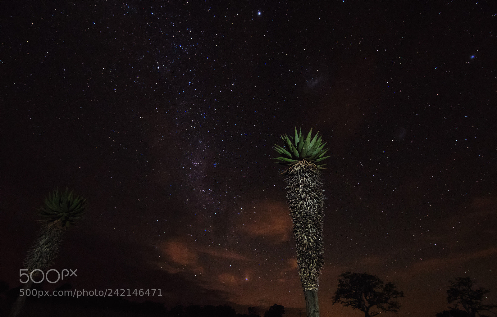 Nikon D810 sample photo. Sky-diamonds & an aloe photography