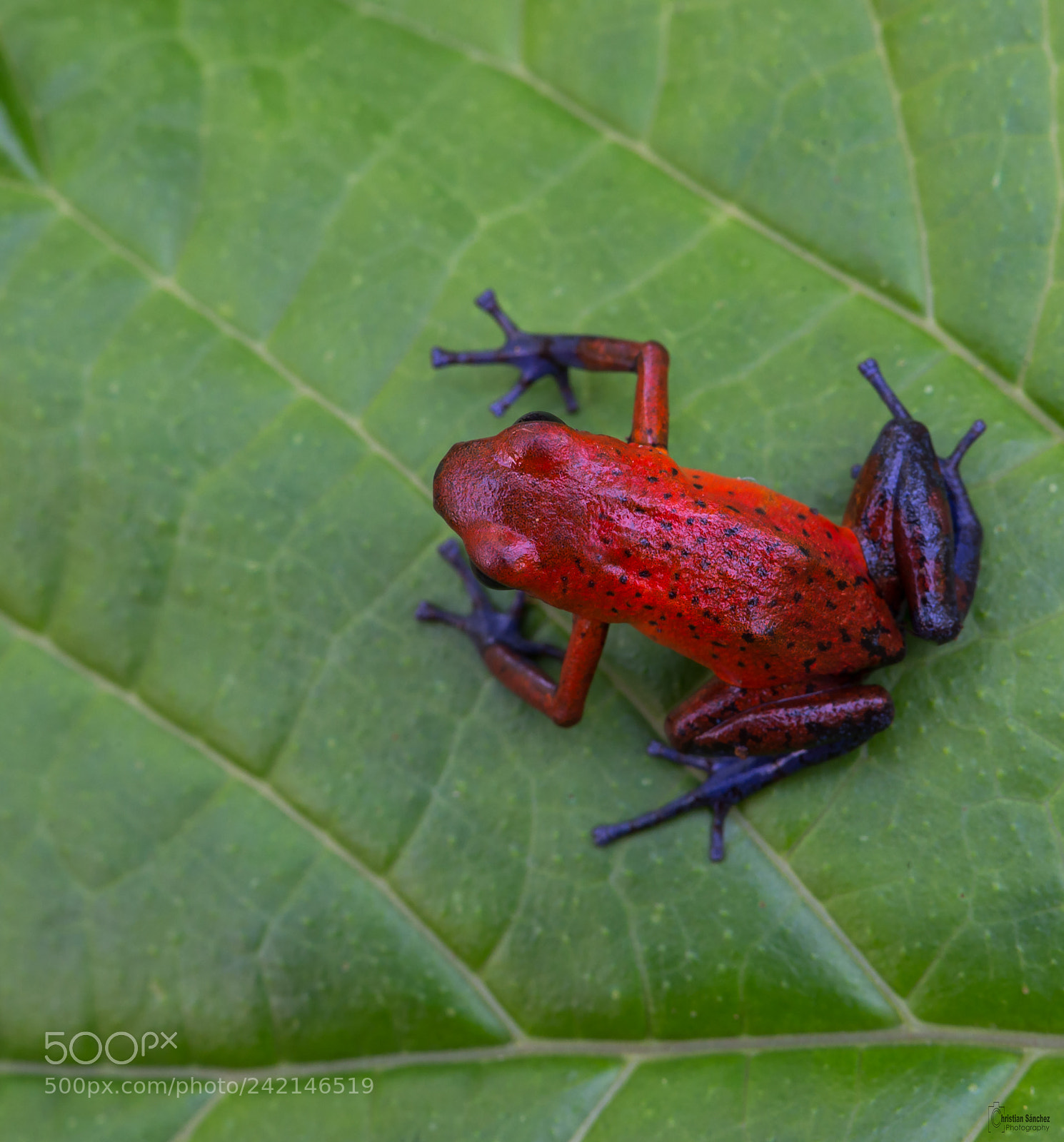Nikon D4 sample photo. Strawberry poison frog photography