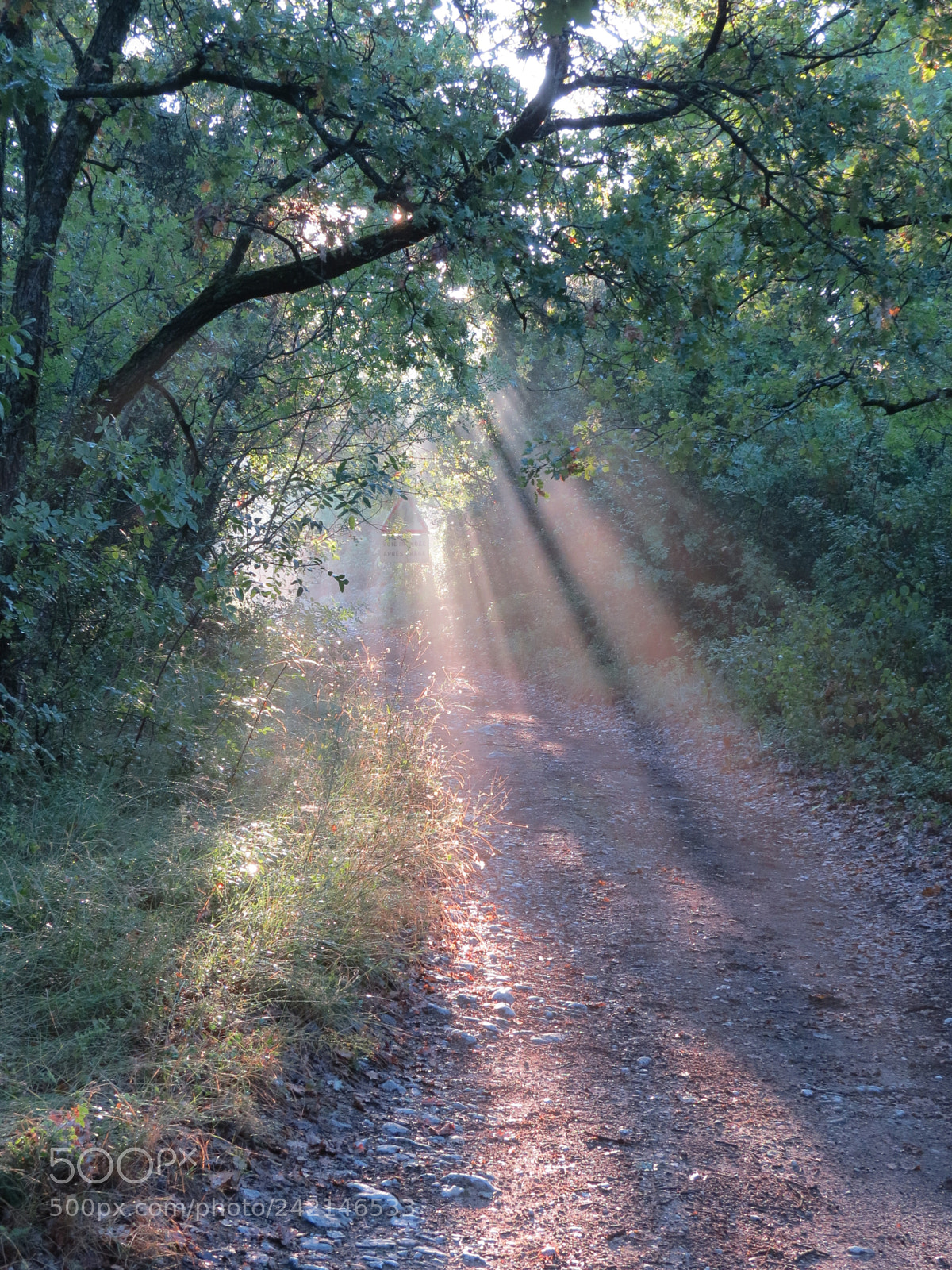 Canon PowerShot SX50 HS sample photo. Morning miracle photography