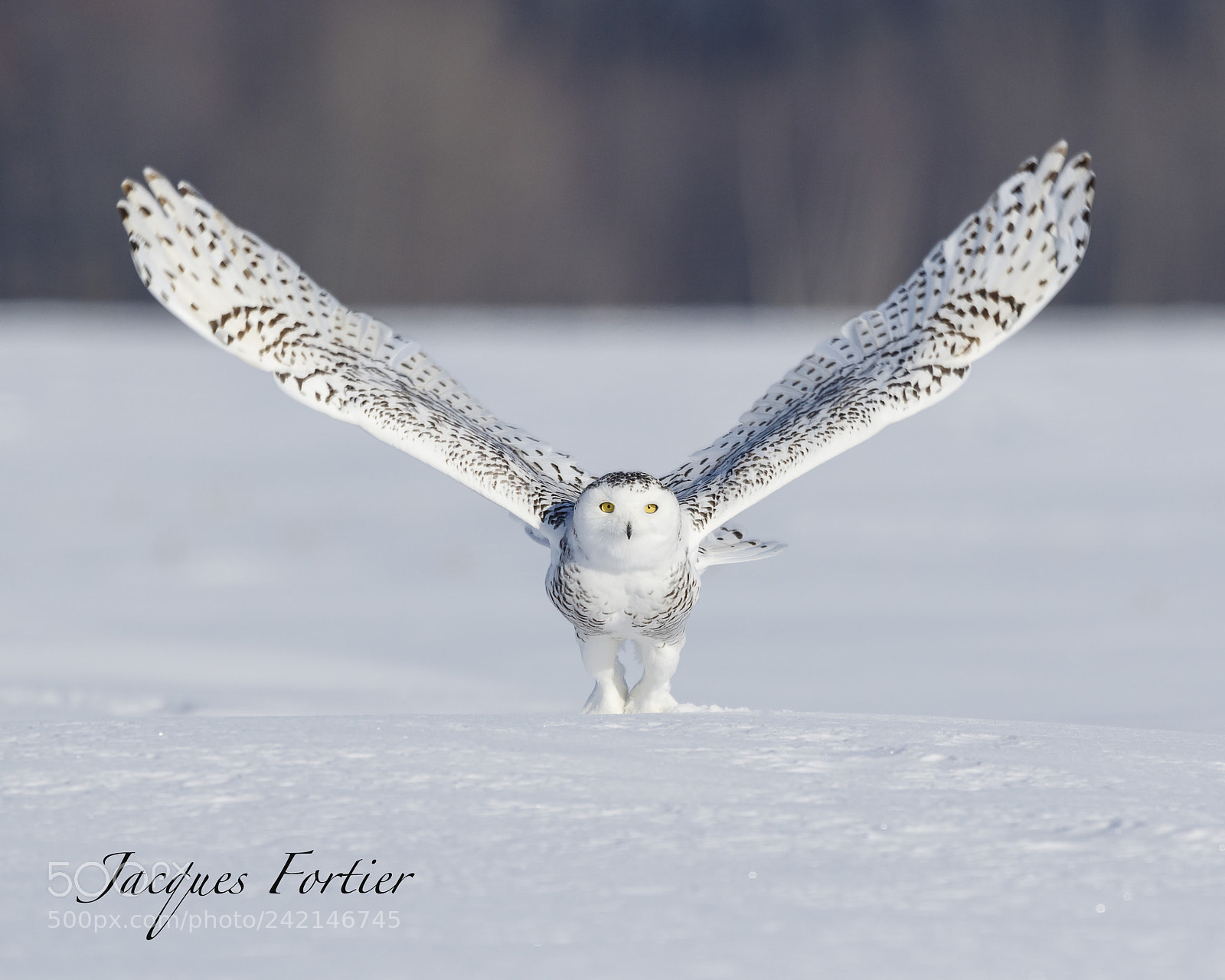 Canon EOS 7D Mark II sample photo. Snow owl photography