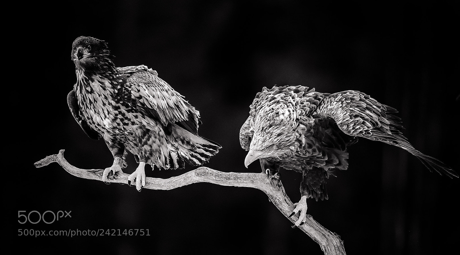 Nikon D5 sample photo. Eagles photography