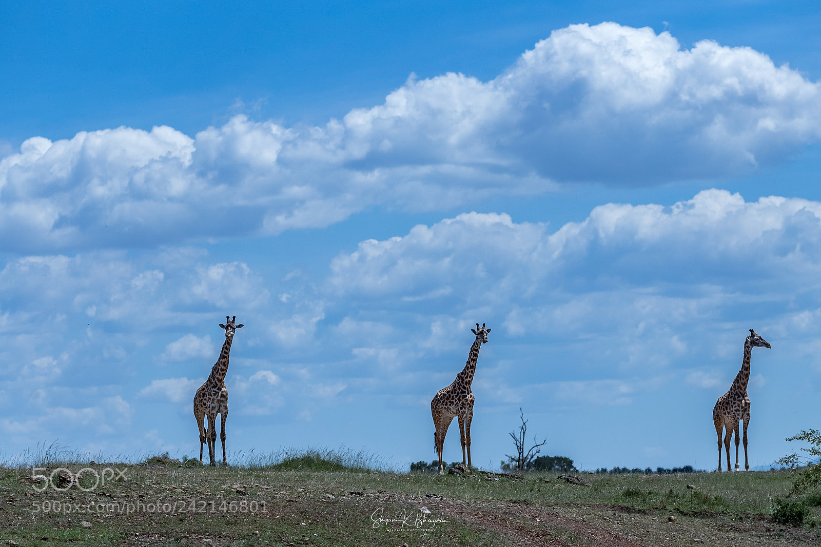 Canon EOS-1D X Mark II sample photo. Giraffes photography