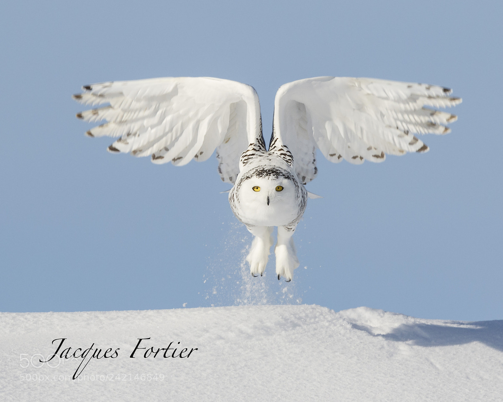 Canon EOS 7D Mark II sample photo. Snow owl photography