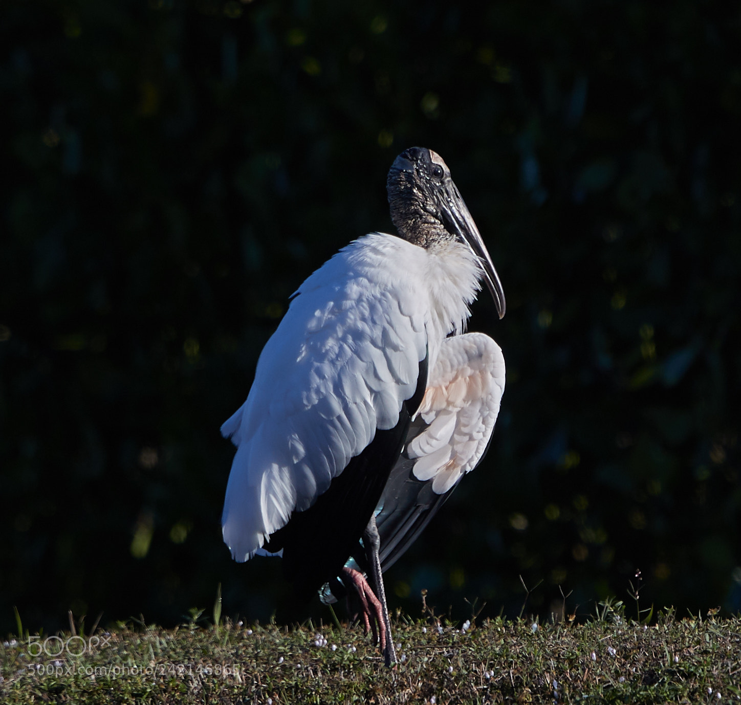 Canon EOS-1D X Mark II sample photo. 01-11-18-9014.jpg photography
