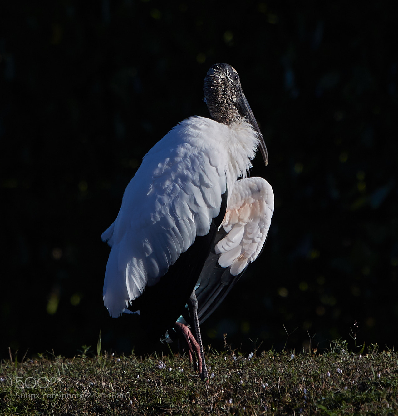 Canon EOS-1D X Mark II sample photo. 01-11-18-9015.jpg photography