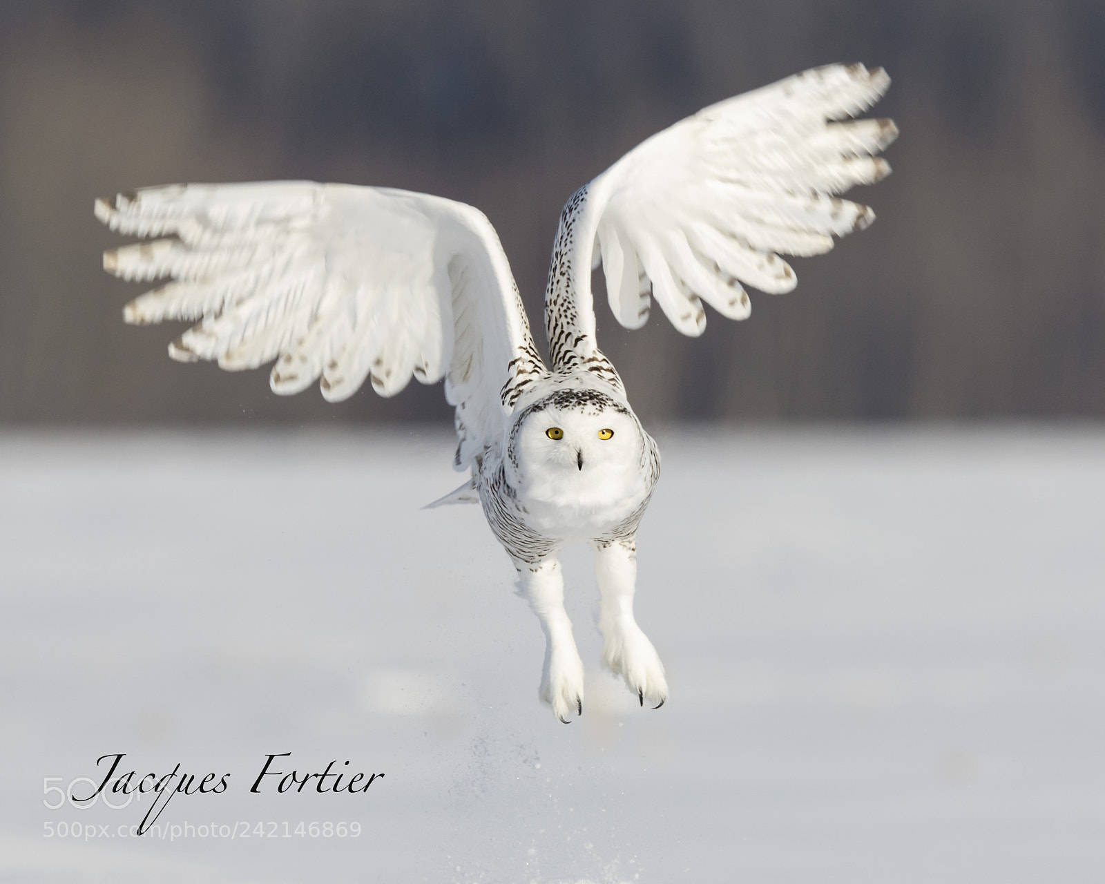 Canon EOS 7D Mark II sample photo. Snow owl photography