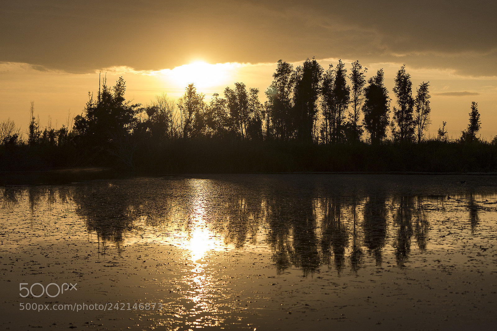 Canon EOS 100D (EOS Rebel SL1 / EOS Kiss X7) sample photo. Golden morning photography