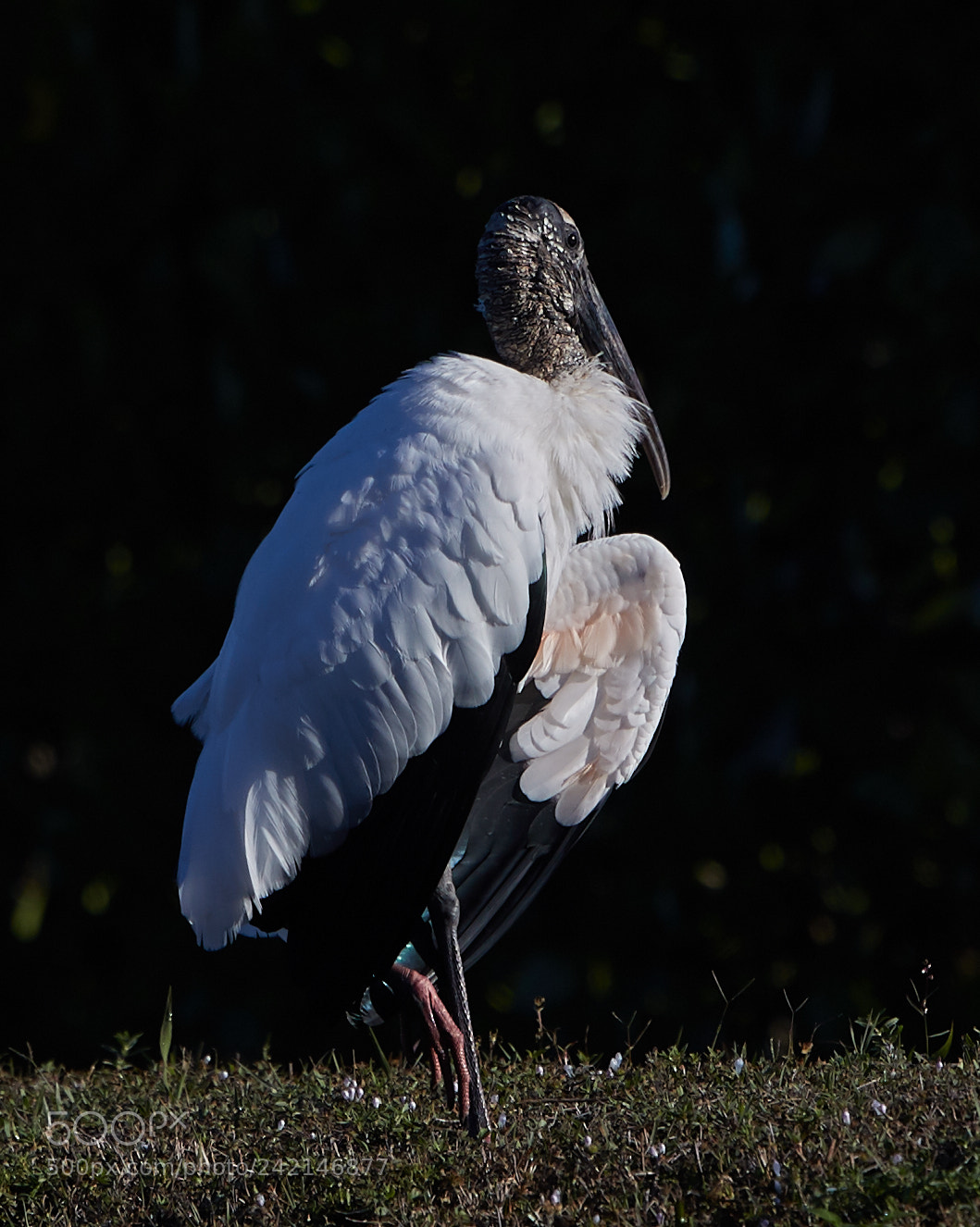 Canon EOS-1D X Mark II sample photo. 01-11-18-9016.jpg photography