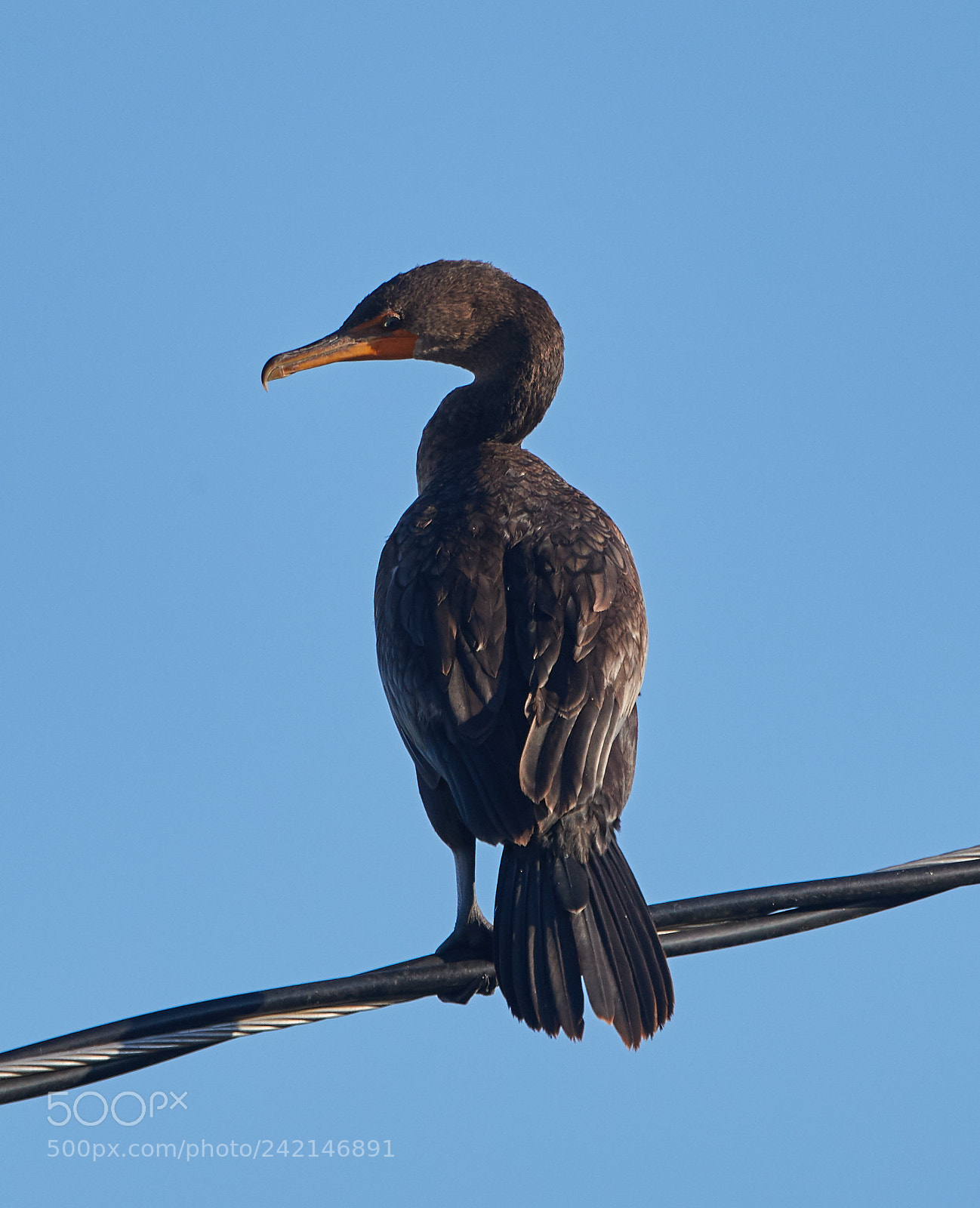 Canon EOS-1D X Mark II sample photo. 01-11-18-9021.jpg photography