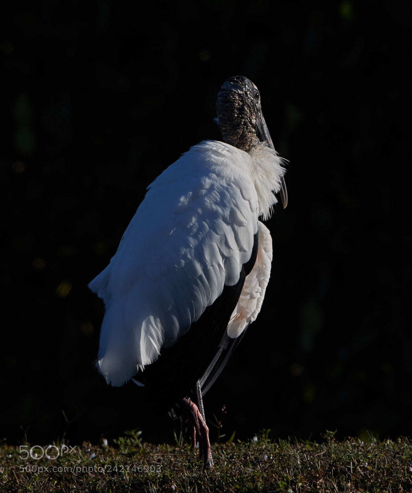 Canon EOS-1D X Mark II sample photo. 01-11-18-9022.jpg photography