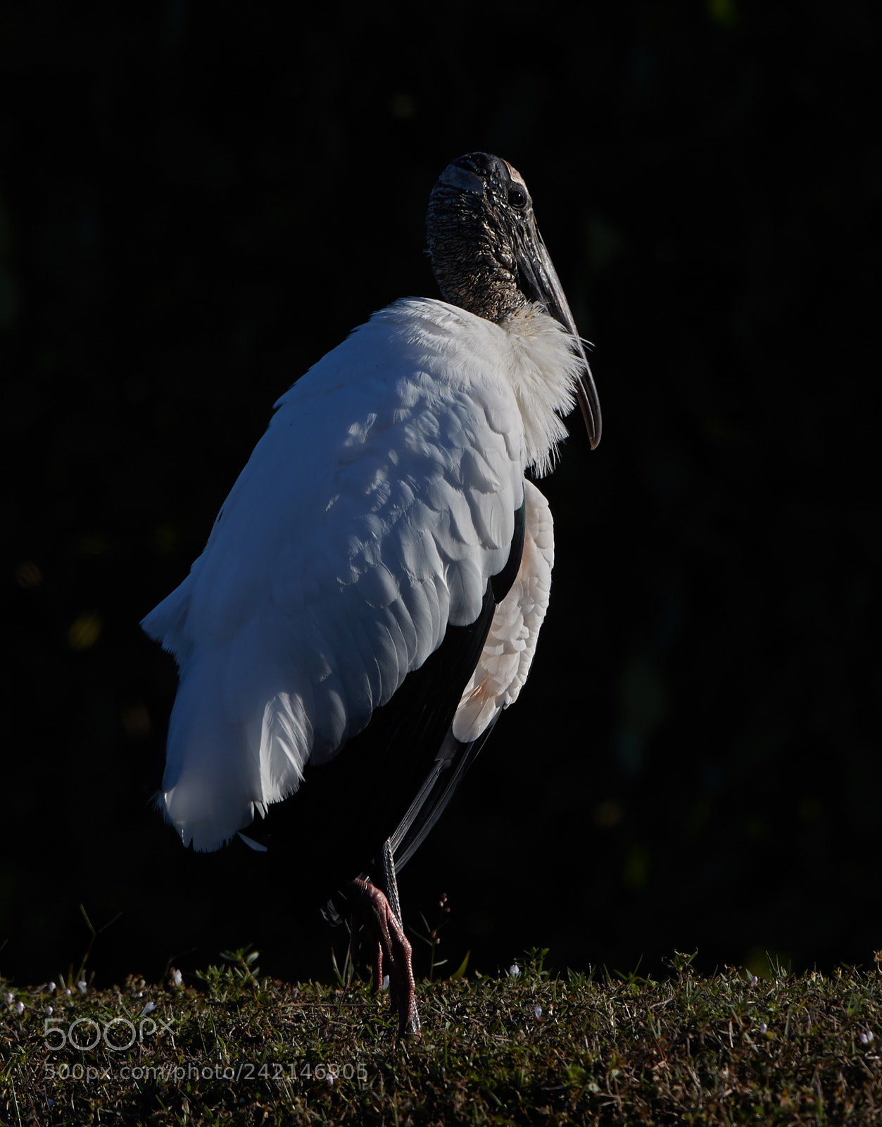 Canon EOS-1D X Mark II sample photo. 01-11-18-9023.jpg photography