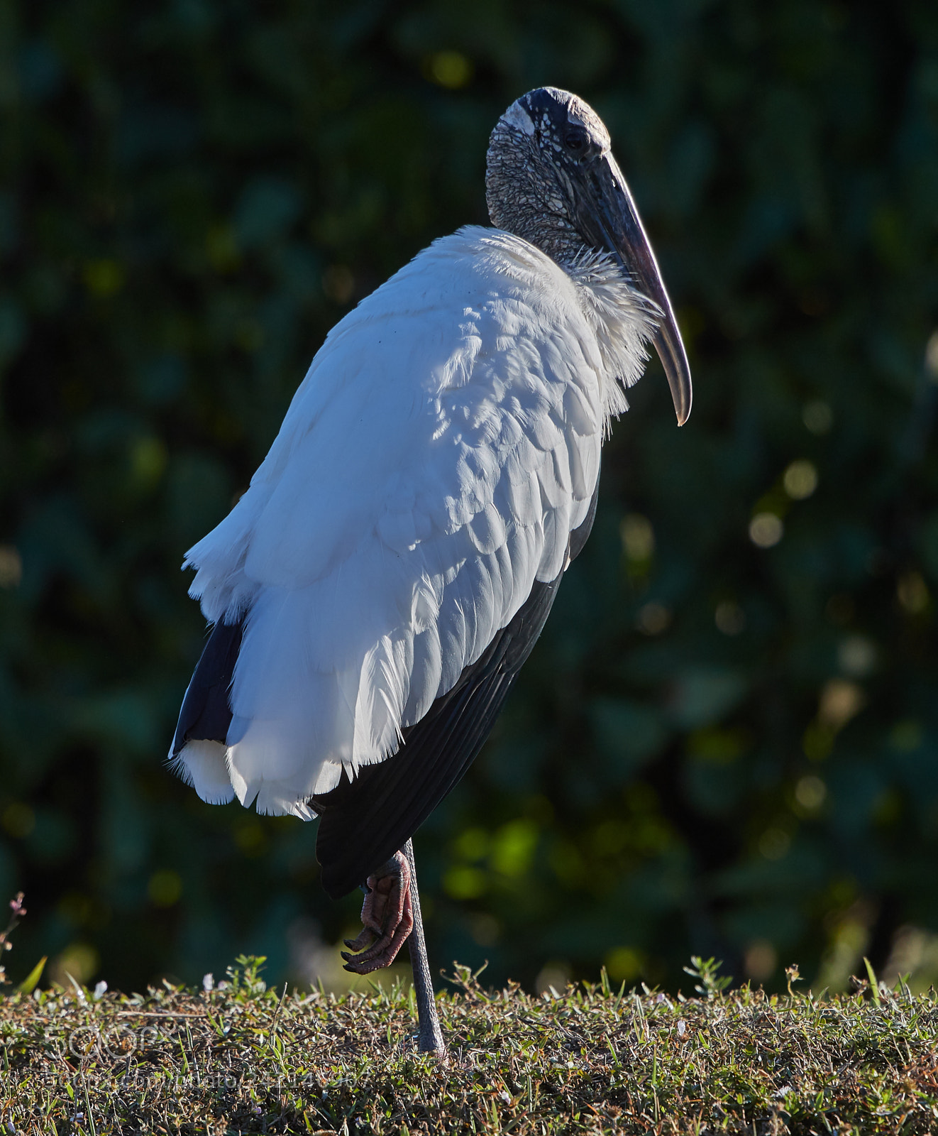 Canon EOS-1D X Mark II sample photo. 01-11-18-9025.jpg photography