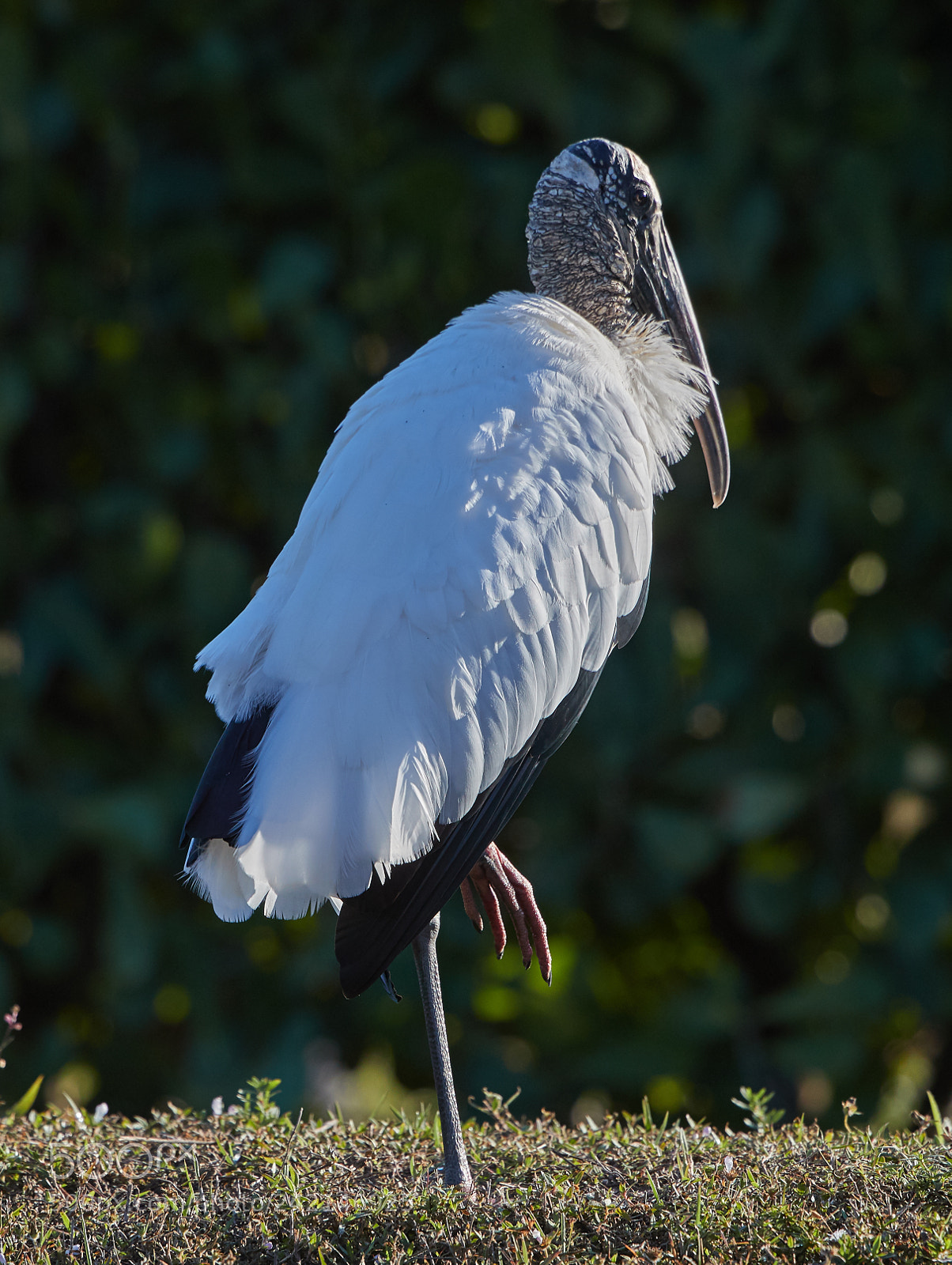 Canon EOS-1D X Mark II sample photo. 01-11-18-9027.jpg photography