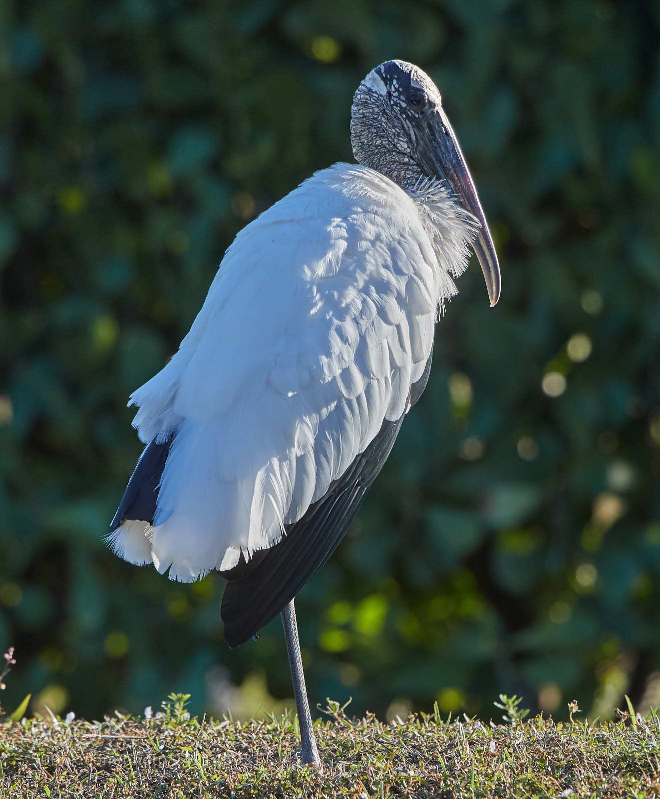 Canon EOS-1D X Mark II sample photo. 01-11-18-9026.jpg photography