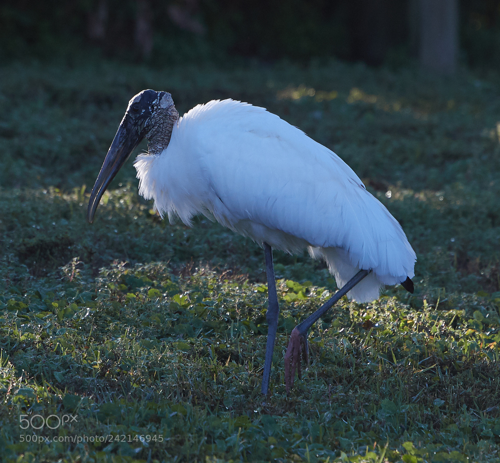 Canon EOS-1D X Mark II sample photo. 01-11-18-9031.jpg photography