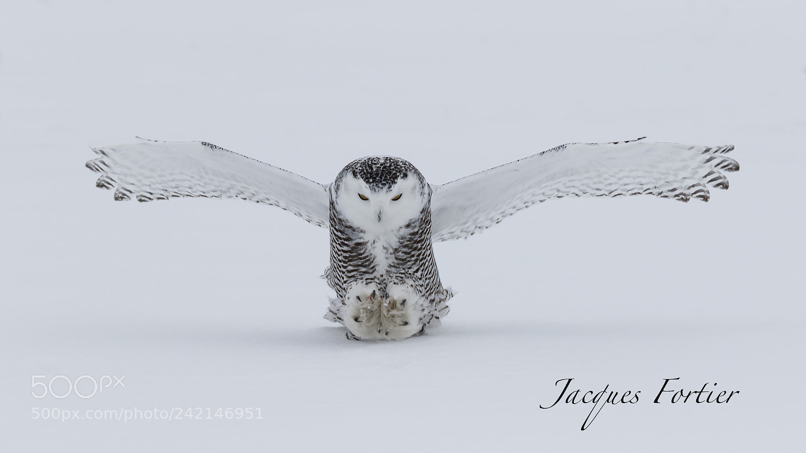 Canon EOS 7D Mark II sample photo. Snow owl photography