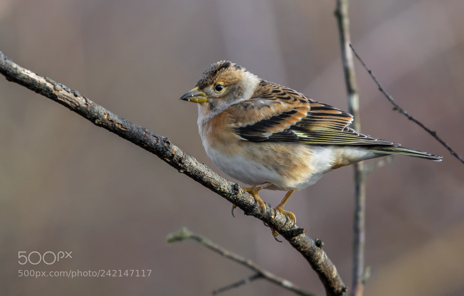 Nikon D7100 sample photo. Brambling photography