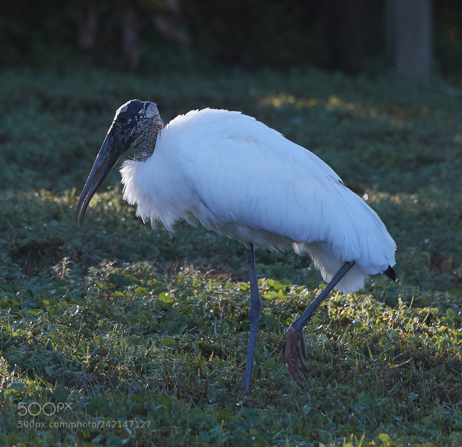 Canon EOS-1D X Mark II sample photo. 01-11-18-9032.jpg photography