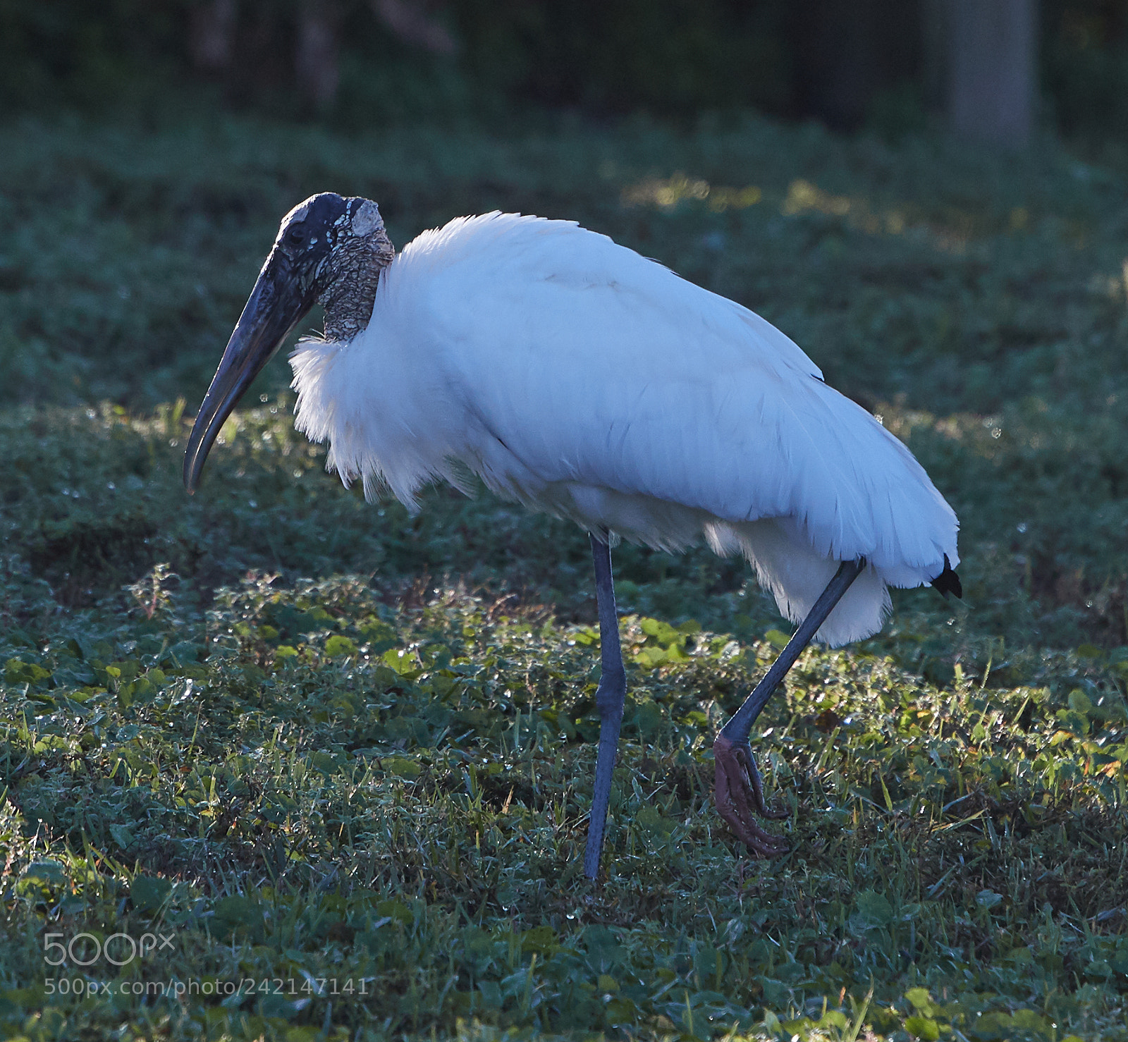Canon EOS-1D X Mark II sample photo. 01-11-18-9033.jpg photography