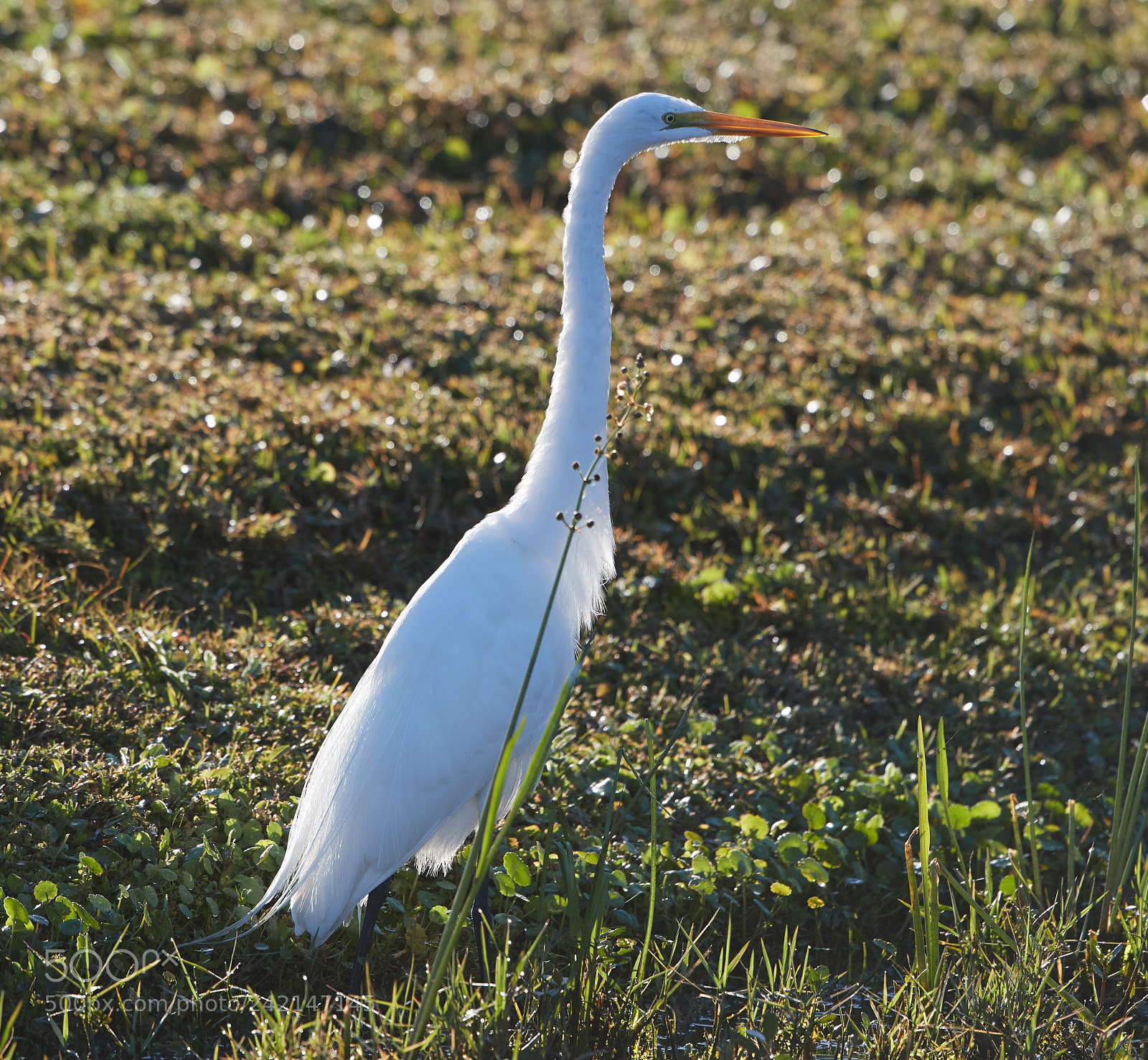 Canon EOS-1D X Mark II sample photo. 01-11-18-9034.jpg photography