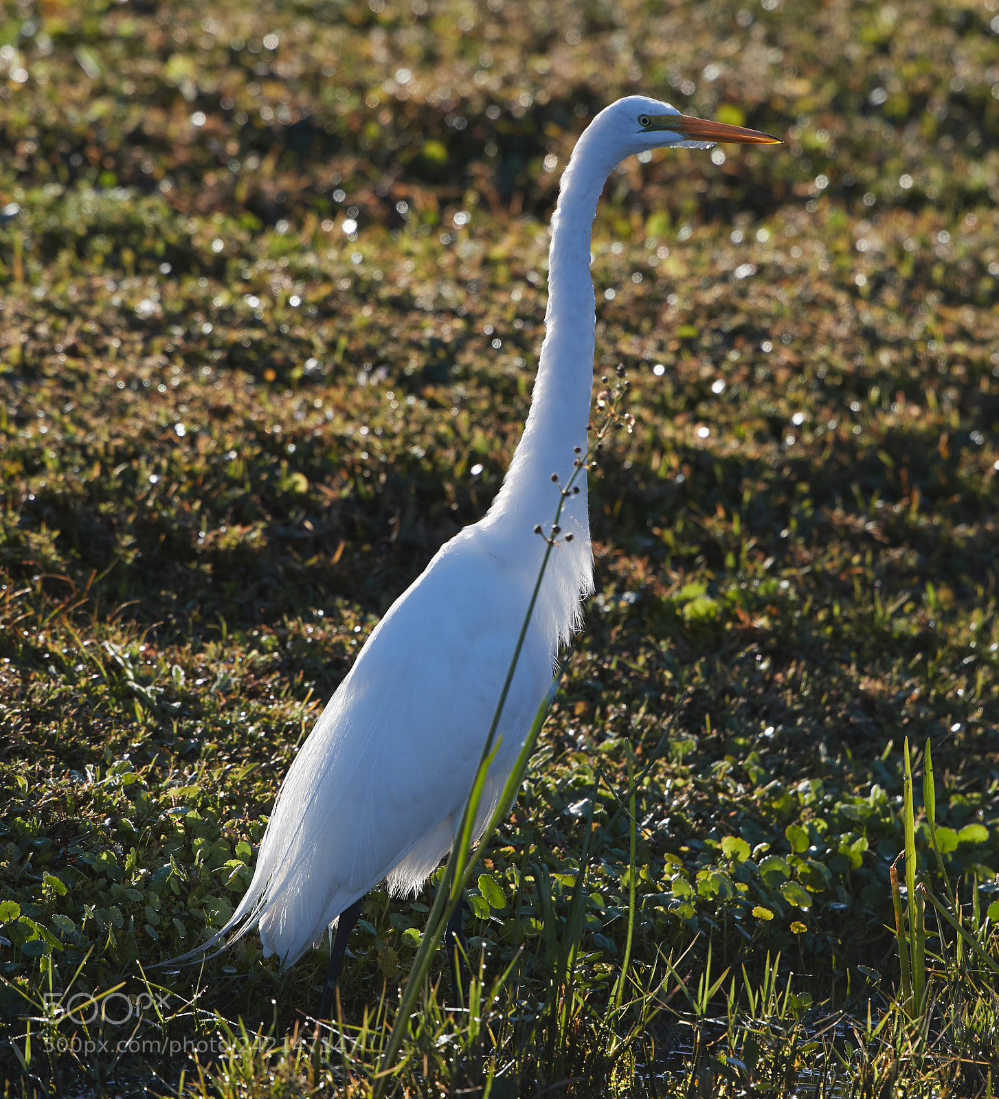 Canon EOS-1D X Mark II sample photo. 01-11-18-9035.jpg photography