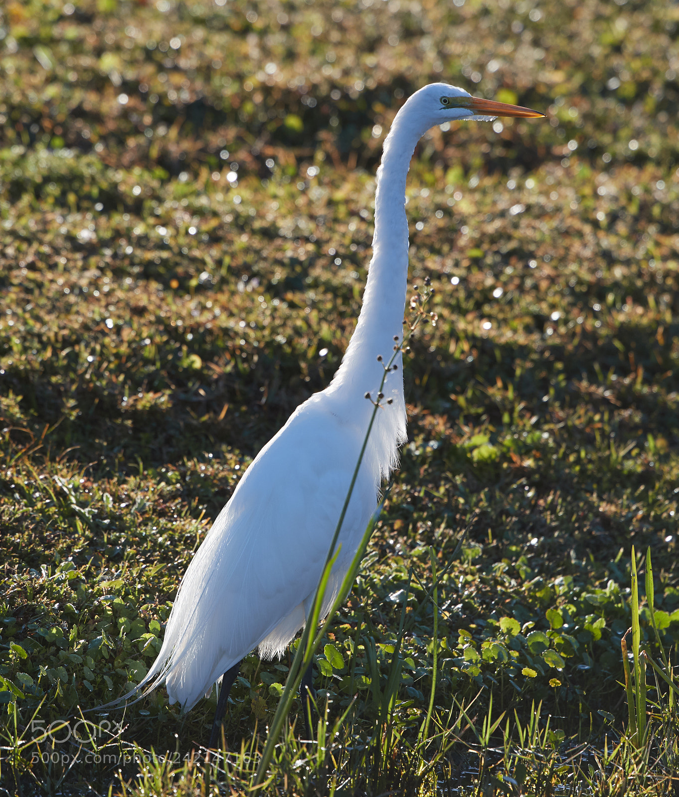 Canon EOS-1D X Mark II sample photo. 01-11-18-9036.jpg photography
