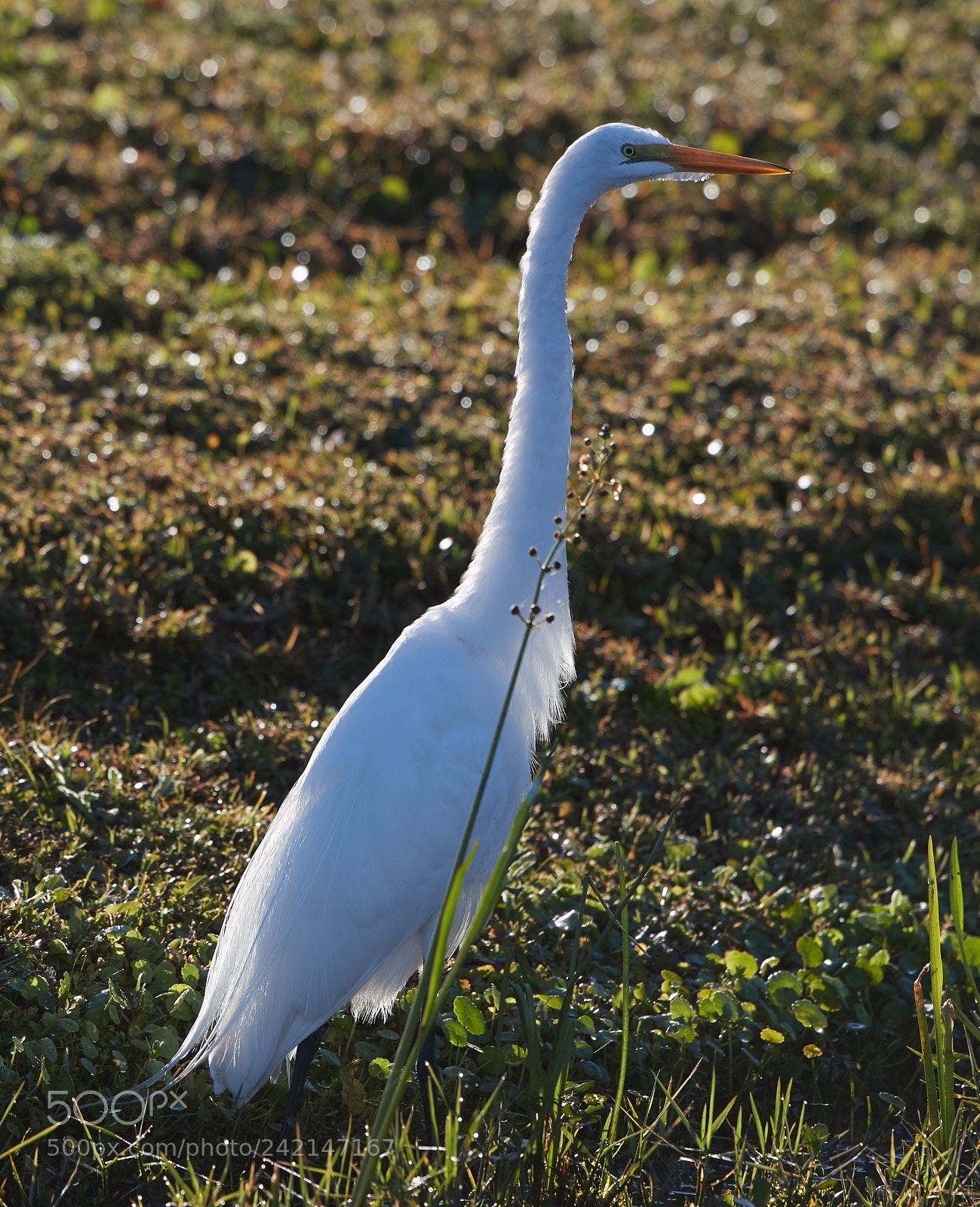 Canon EOS-1D X Mark II sample photo. 01-11-18-9037.jpg photography