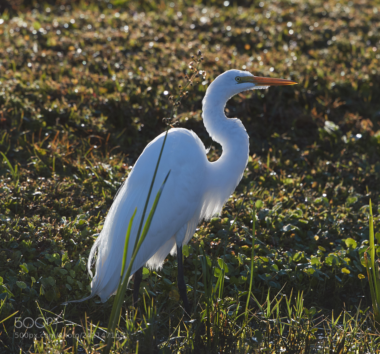 Canon EOS-1D X Mark II sample photo. 01-11-18-9039.jpg photography
