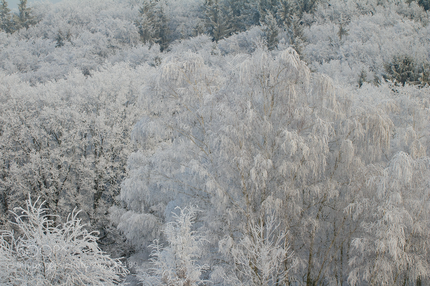 Canon EOS 750D (EOS Rebel T6i / EOS Kiss X8i) sample photo. White beauty photography
