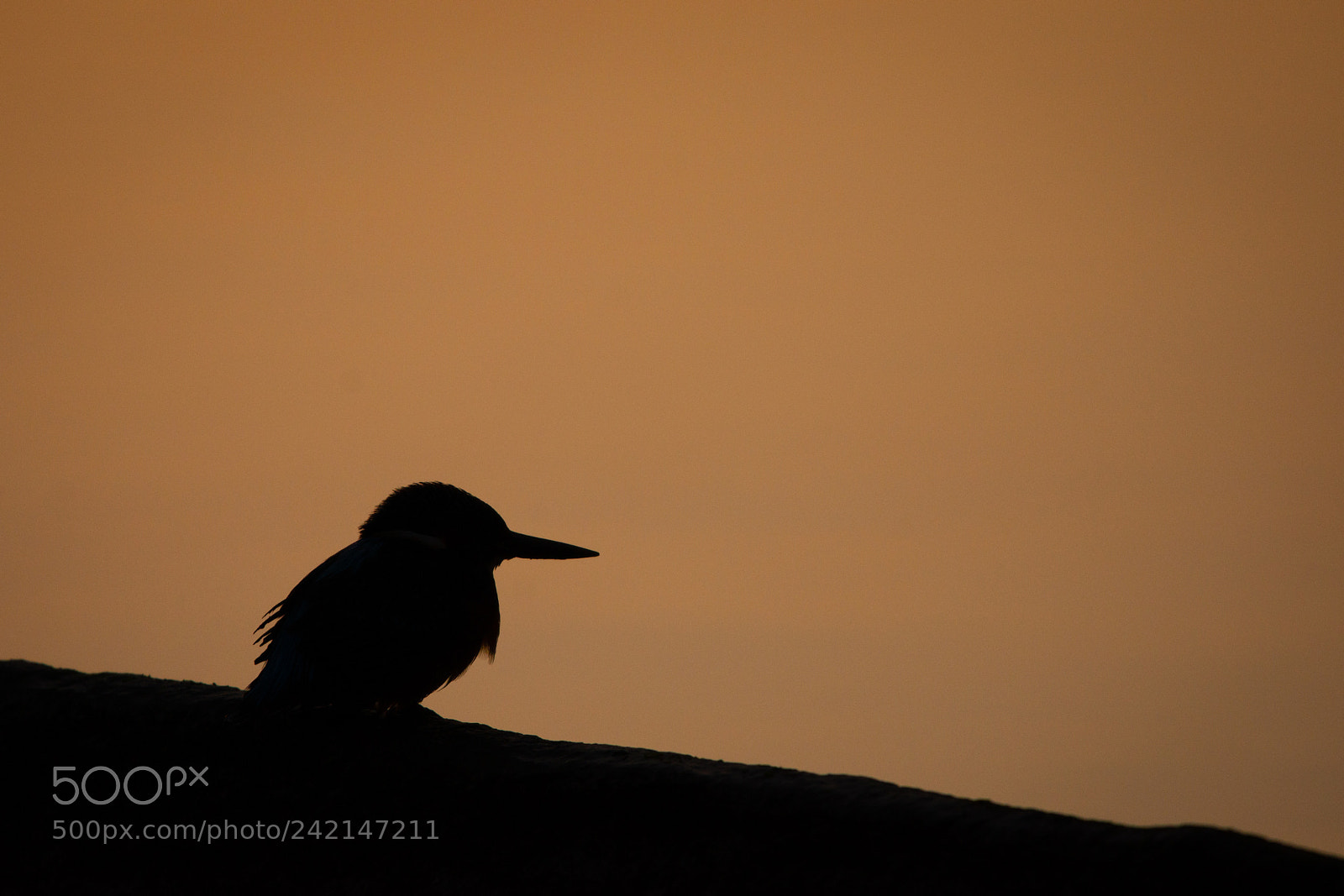 Nikon D7200 sample photo. Kingfisher sunset photography