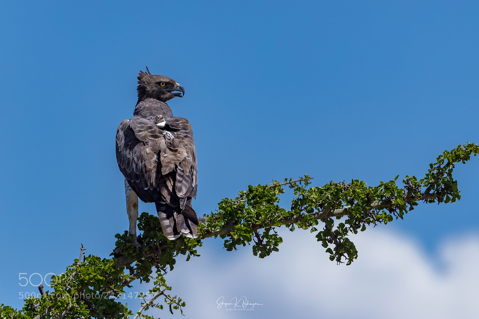 Canon EOS-1D X Mark II sample photo. Martial eagle photography