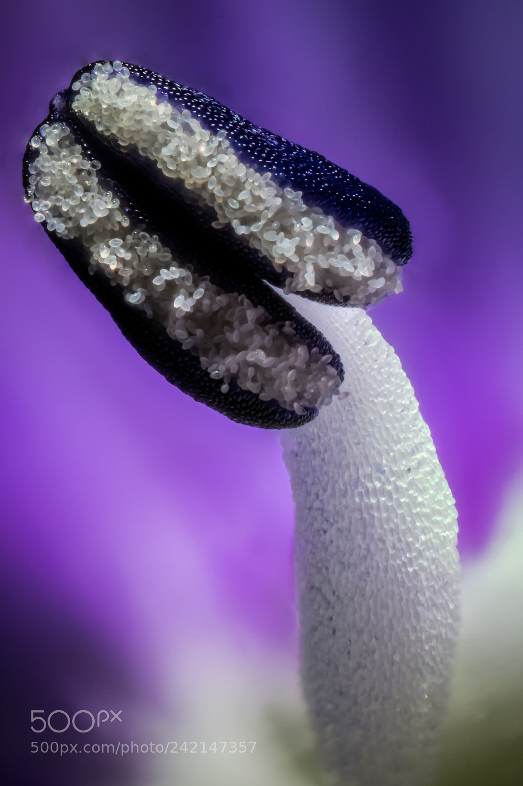 Canon EOS 5DS R sample photo. Veronica officinalis photography