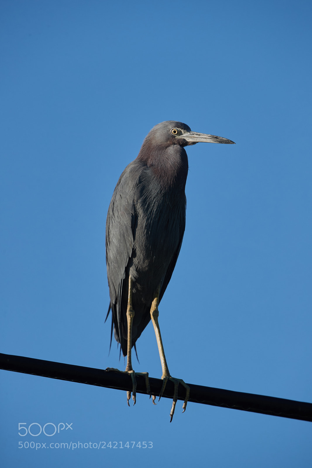 Canon EOS-1D X Mark II sample photo. 01-11-18-9053.jpg photography